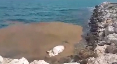 نفوق كائن بحري كبير بالجبيل - تفاصيل
