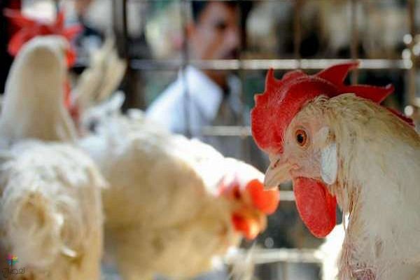 ارتفاع أسعار الدواجن: أسباب وحلول