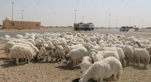 زكاة الأنعام 1437هـ: الموعد والإجراءات