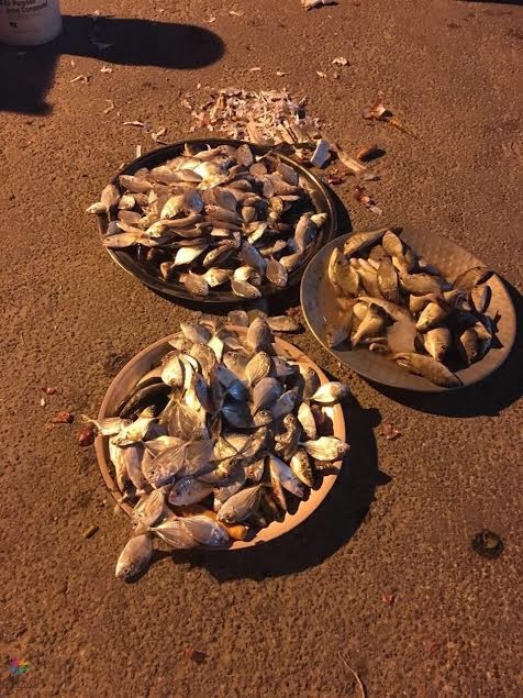 مصادرة أسماك الخبر: 285 كيلو مخالف