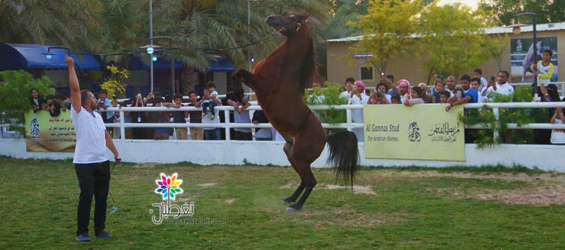 مربط القناص: ملتقى الخيل والرسم