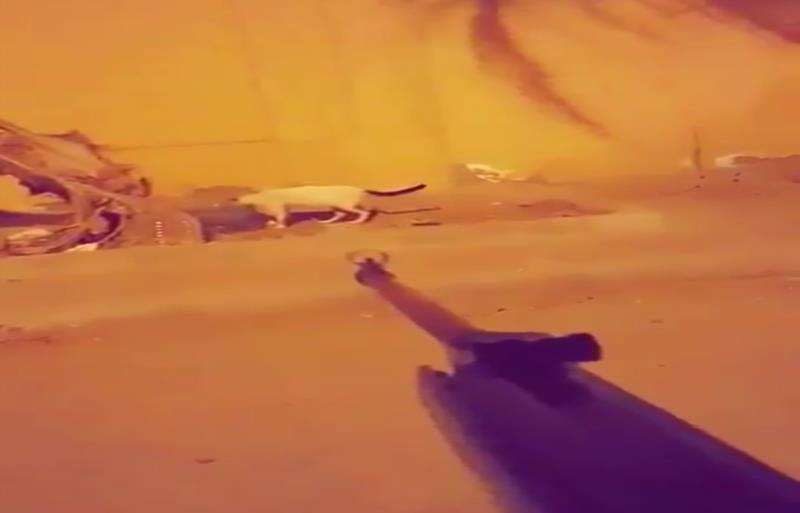السجن عام و20 ألف غرامة بحق سفاح القطط