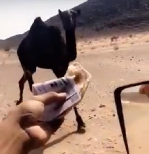 الجهات المختصة تحقق في مقطع فيديو إطعام أحد الأشخاص ناقته مئات الريالات