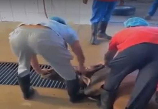 إحالة المتهمين بذبح “العجل النافق” في الباحة إلى النيابة بعد تضارب أقوالهم