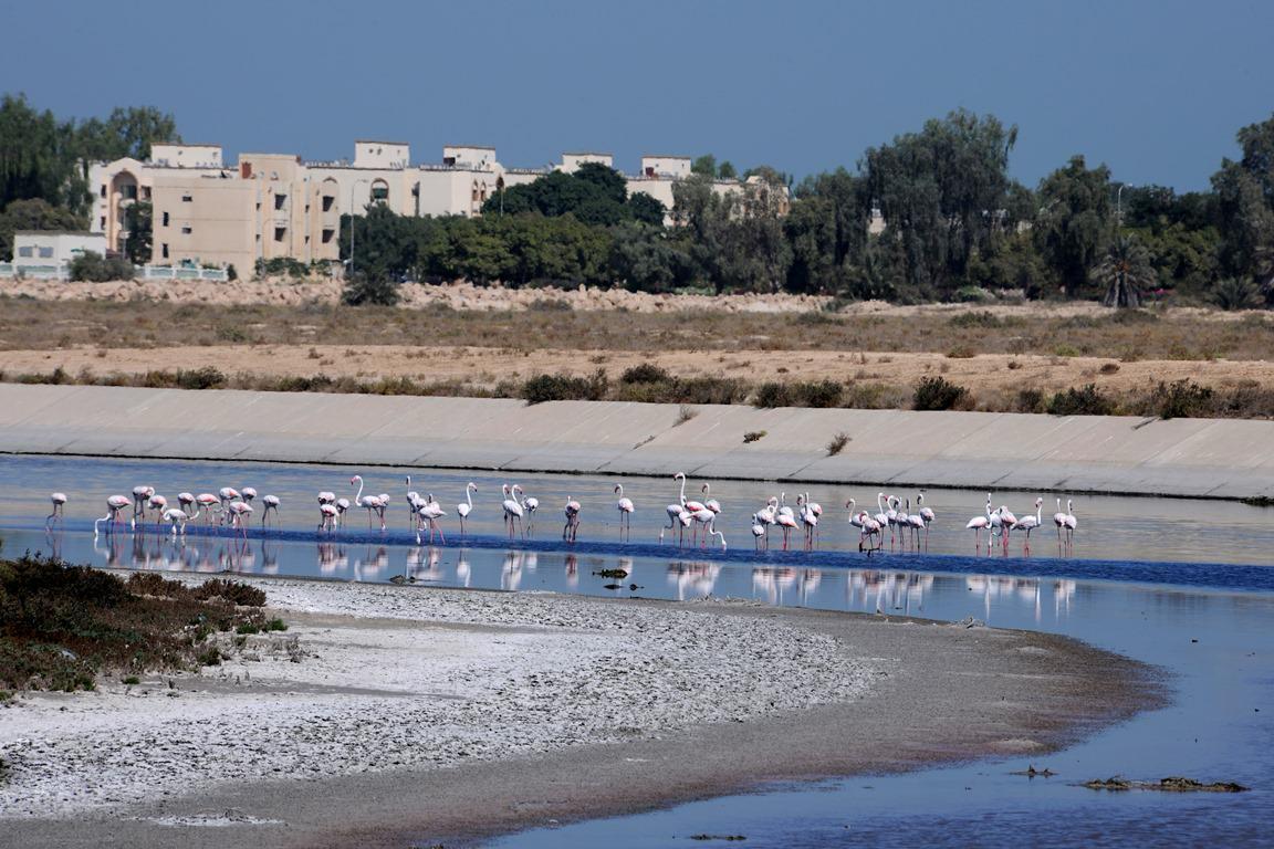 الجبيل الصناعية.. متنزه القناة المائية وجهة سياحية