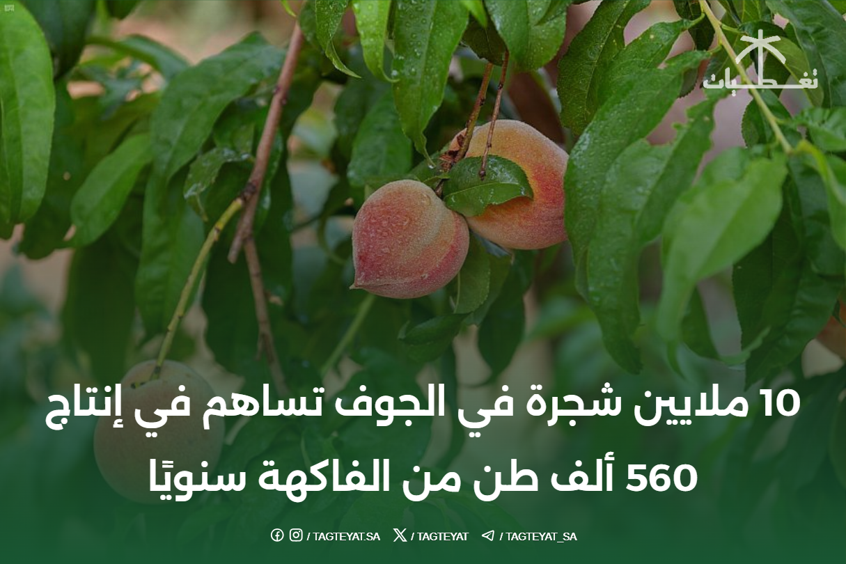 10 ملايين شجرة في الجوف تساهم في إنتاج 560 ألف طن من الفاكهة سنويًا